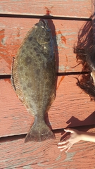 Paralichthys californicus