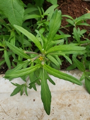 Melampodium sericeum