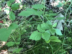 Rubus aboriginum