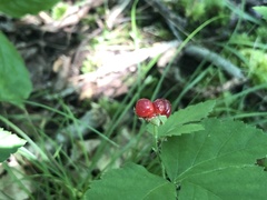 Rubus aboriginum