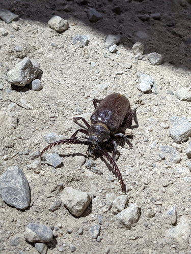 iNaturalist observation photo of California Root Borer