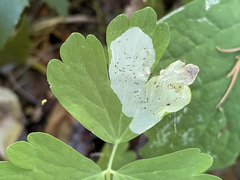 Phytomyza aquilegiae group