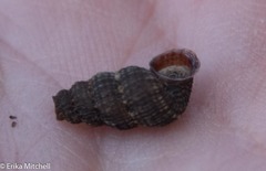 Chondropoma