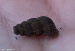 Chondropoma