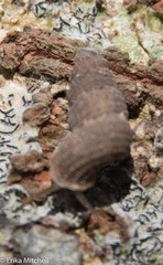 Chondropoma