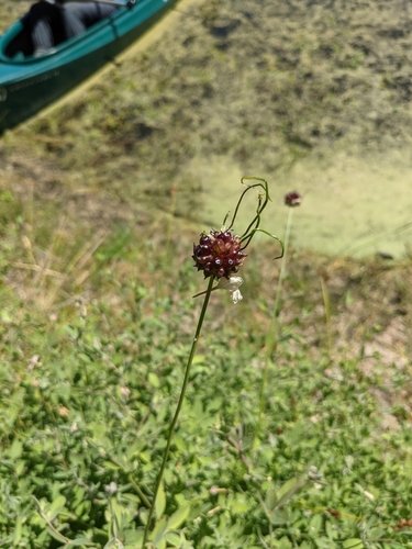 iNaturalist observation photo of wild garlic