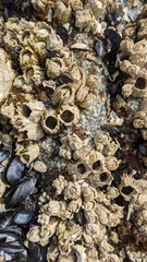 Semibalanus cariosus