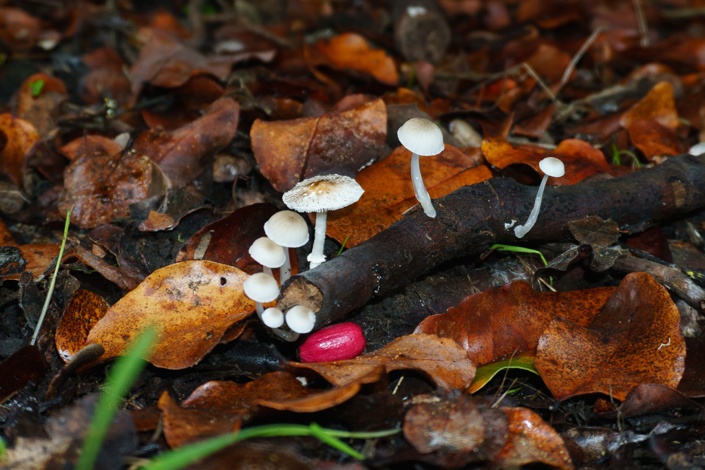 Lepiota cristata · June 2018 · photo: © lartundo (iNaturalist, cc-by)