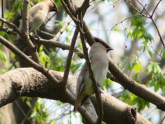 Bombycilla japonica