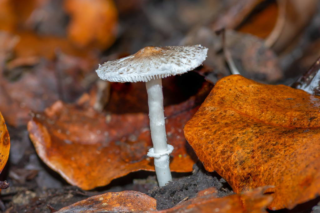 Lepiota cristata · June 2018 · photo: © lartundo (iNaturalist, cc-by)