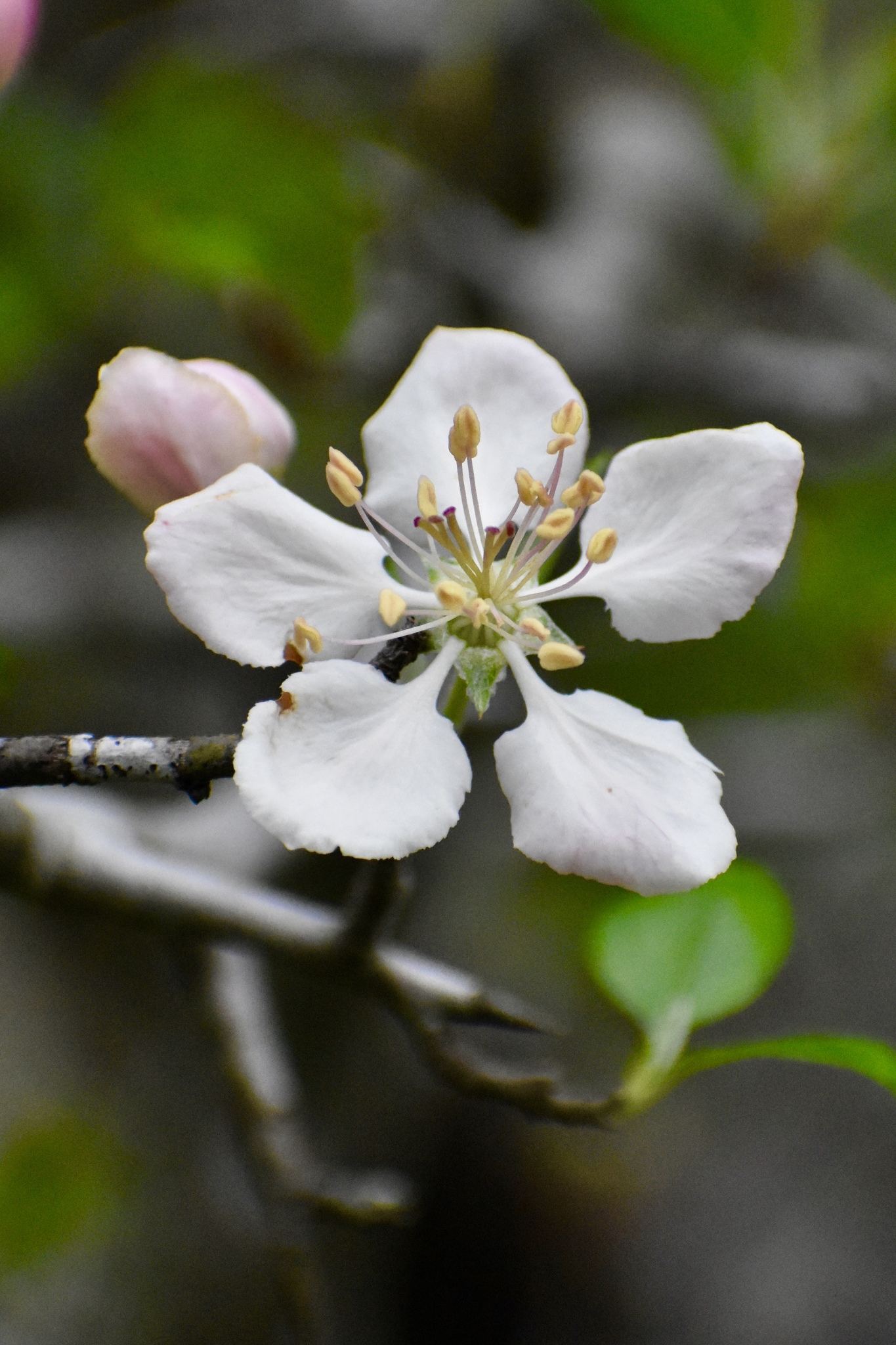 Malus ioensis