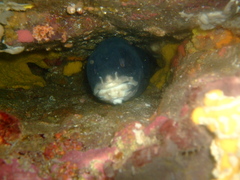 Genypterus tigerinus