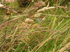 Carex hormathodes