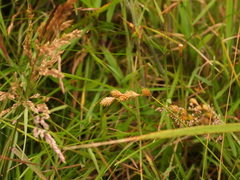 Carex hormathodes
