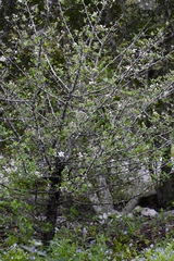 Malus ioensis texana