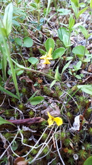 Viola biflora biflora