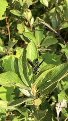 Isodontia auripes