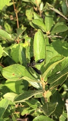 Isodontia auripes