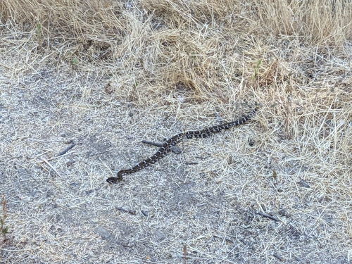 iNaturalist observation photo of Northern Pacific Rattlesnake