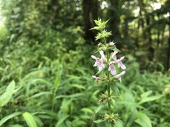 Stachys aspera