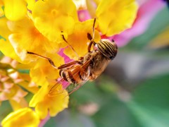 Eristalinus taeniops