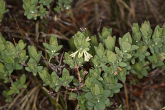 Lonicera caerulea cauriana