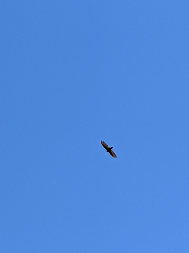 iNaturalist observation photo of Turkey Vulture