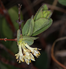 Lonicera caerulea cauriana
