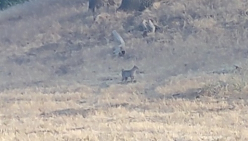 iNaturalist observation photo of Western Bobcat