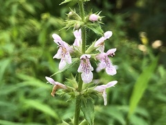 Stachys aspera