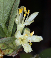 Lonicera caerulea cauriana
