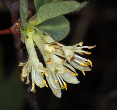 Lonicera caerulea cauriana