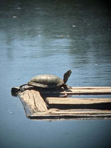 iNaturalist observation photo of Northwestern Pond Turtle