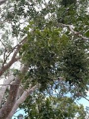 Dendrophthora bermejae