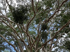 Dendrophthora bermejae