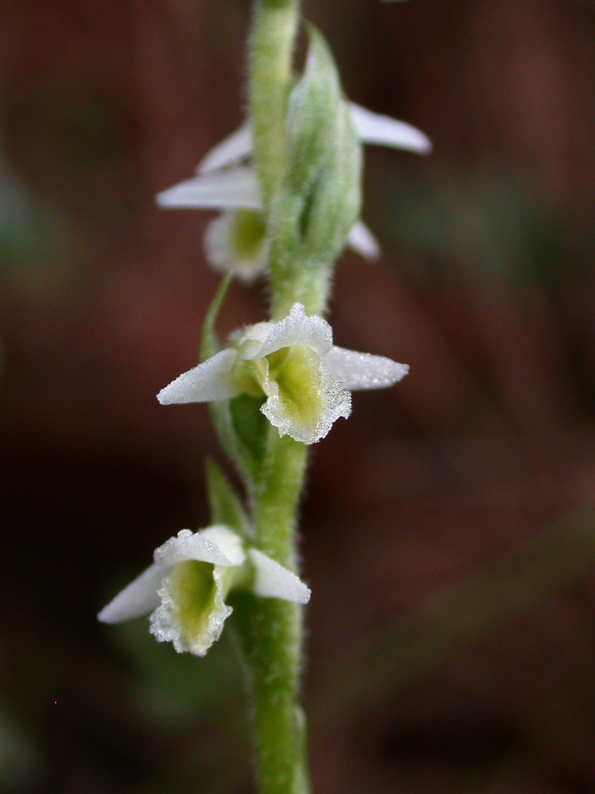 Spiranthes