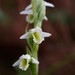 Ladies'-Tresses - Photo (c) Bastiaan, some rights reserved (CC BY-NC-ND)