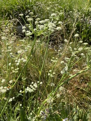 Angelica kingii