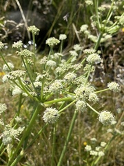 Angelica kingii