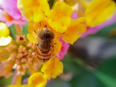 Eristalinus taeniops