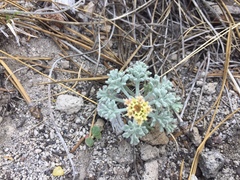 Chaenactis nevadensis