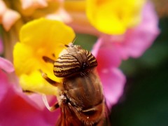 Eristalinus taeniops