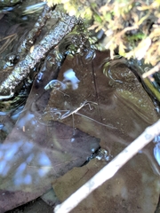Limnoporus canaliculatus