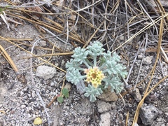 Chaenactis nevadensis