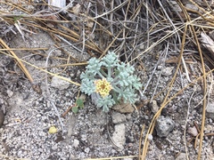 Chaenactis nevadensis