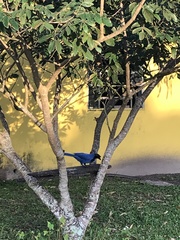 Cyanocorax caeruleus