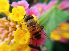 Eristalinus taeniops