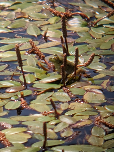 iNaturalist observation photo of American Bullfrog