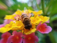 Eristalinus taeniops