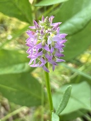 Polygala brevifolia